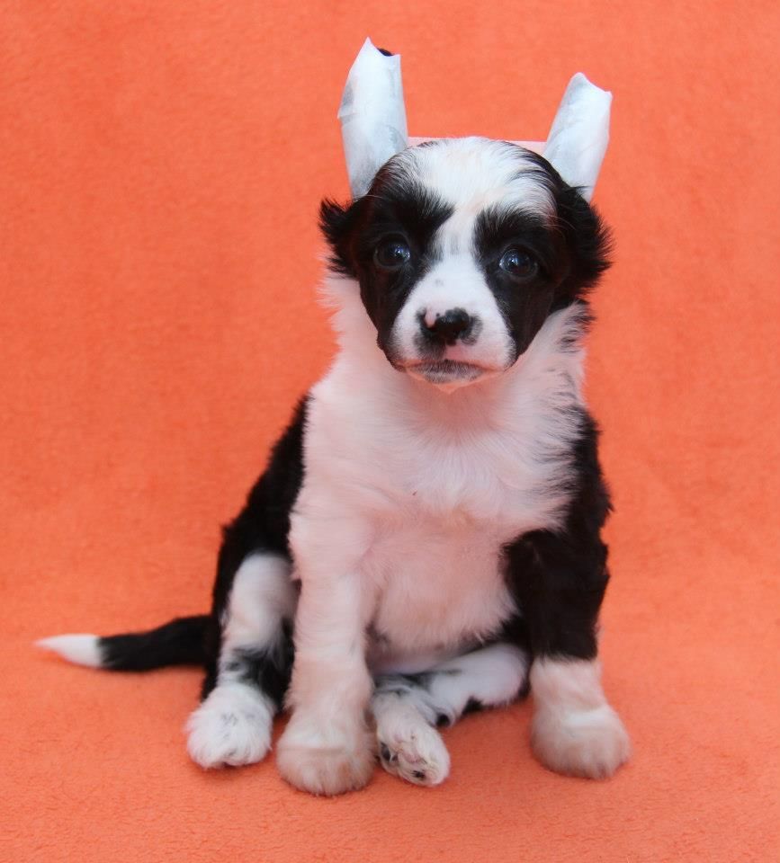 Pikalo Canine's Vanilla Bean