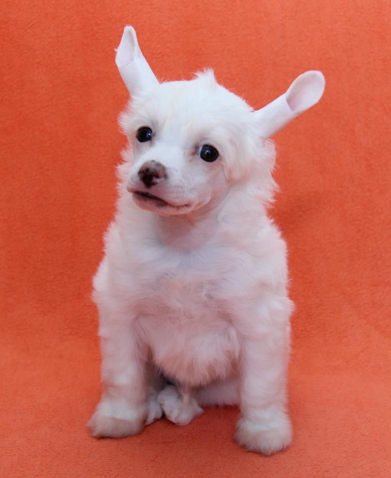 Pikalo Canine's Cream Puff