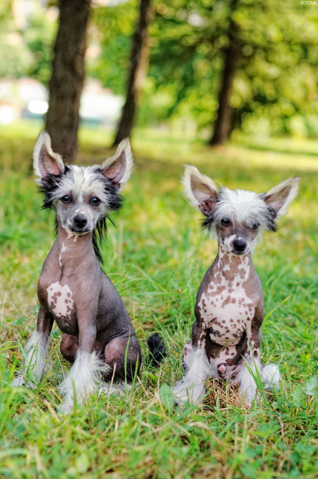 Nevskiy Favorit Tsarskiy Vybor