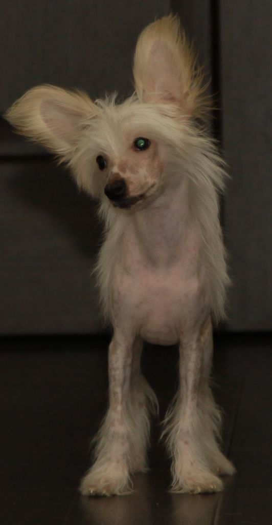 Premier Mari Singarella