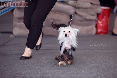 Premier Mari Tande Negra