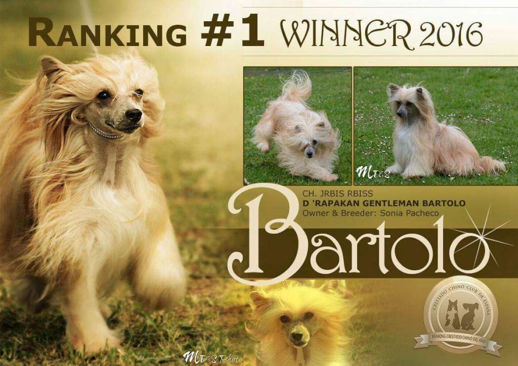 D'Rapakan Gentleman Bartolo