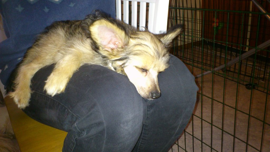 Absolute Magic's Kittie Halo