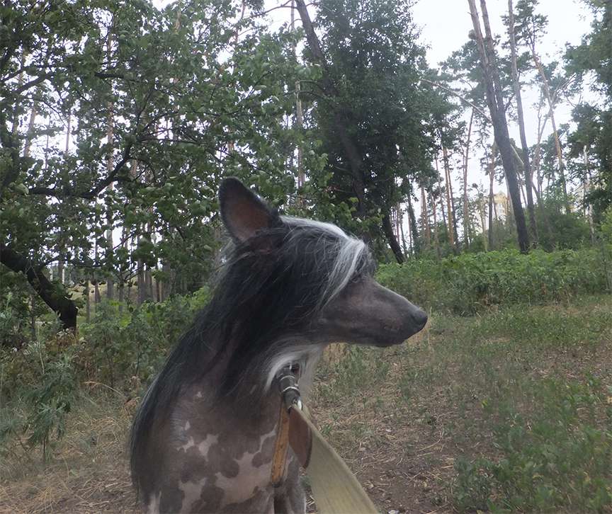 Rugen Miko Elitist boy