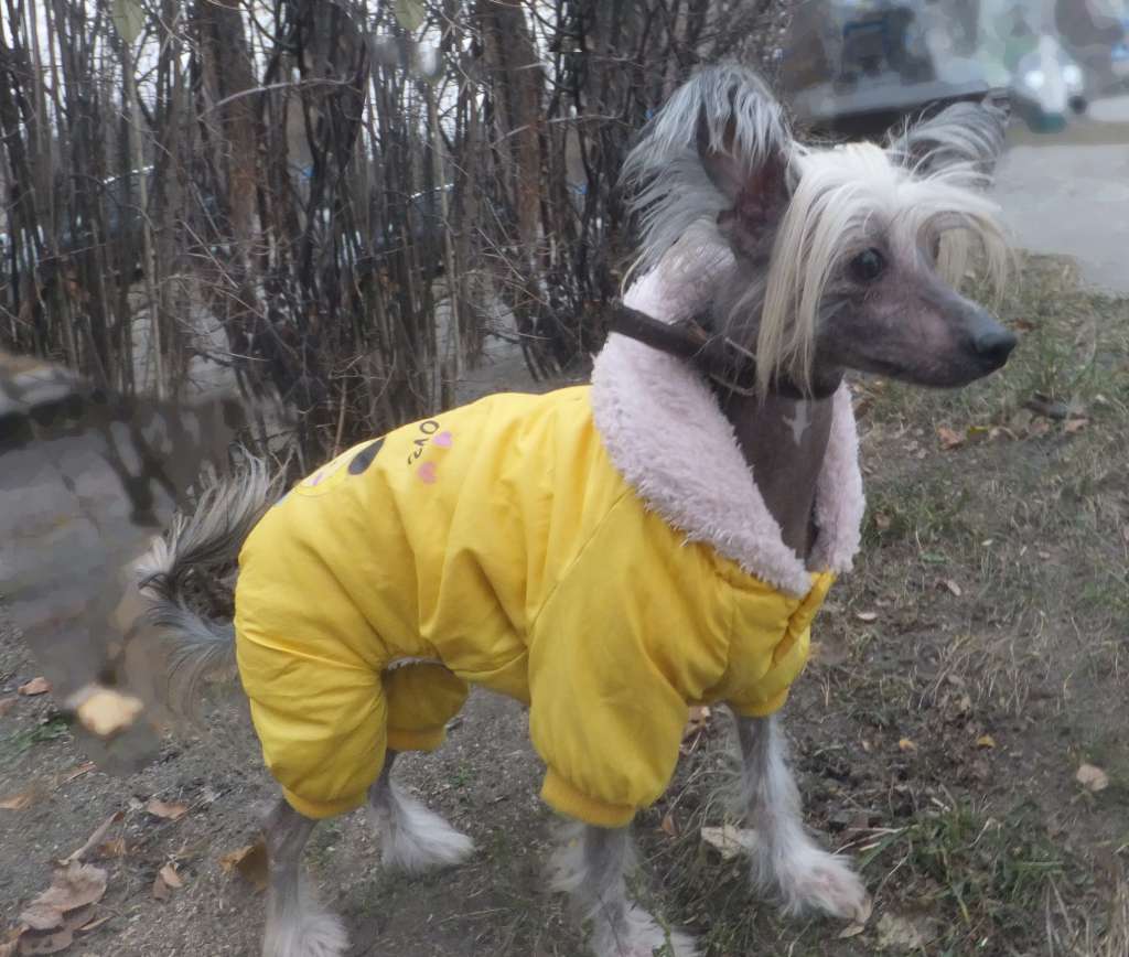 Rugen Miko Enchantmen Co