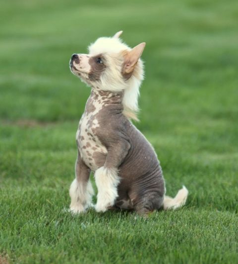 Enjoy the King of Diamonds