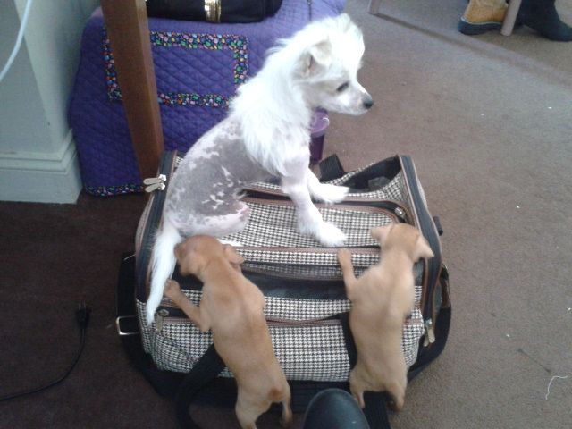 JRF's Demolition Man