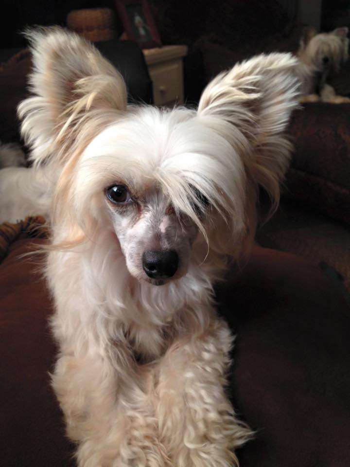 JRF-Evercrest's Flower Power