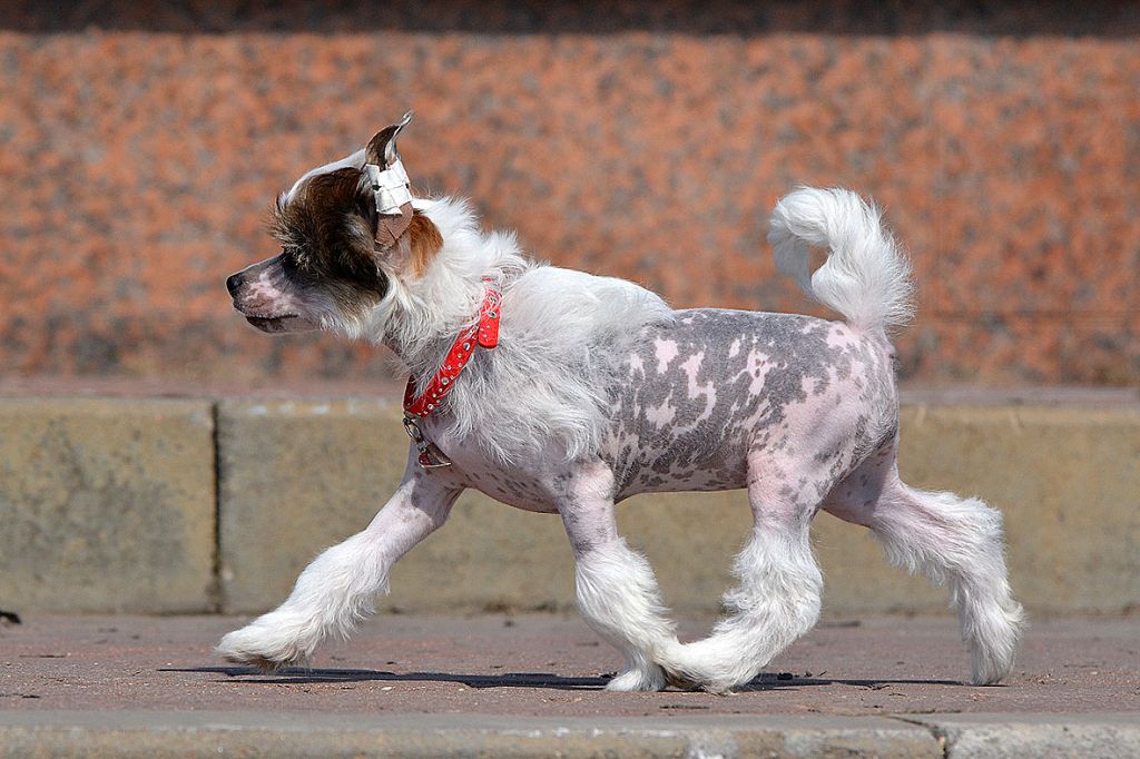 Zlato Dinastii Evridika