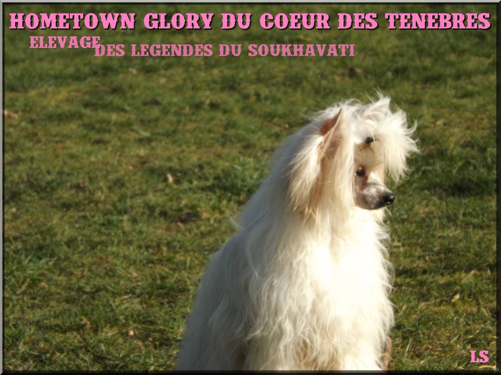 Hometown Glory Du Coeur Des Tenebres