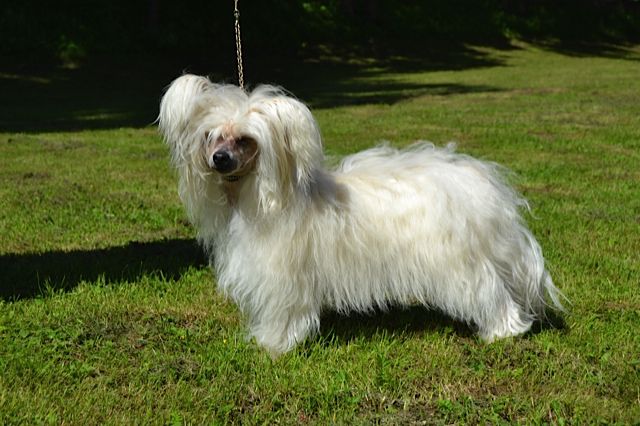 Windy Willow's Dancing Dragon