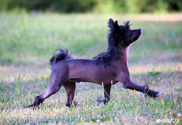 Windy Willow's Dragon Naga Jawa