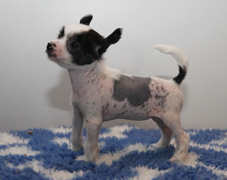 Windy Willow's Dragon's Treasure