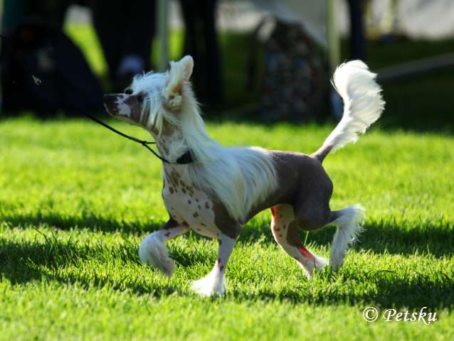 Zodellin Elegia To Ditzydogs