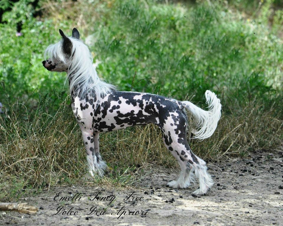 Emelli  Fency Free Dolce Dea Apriori