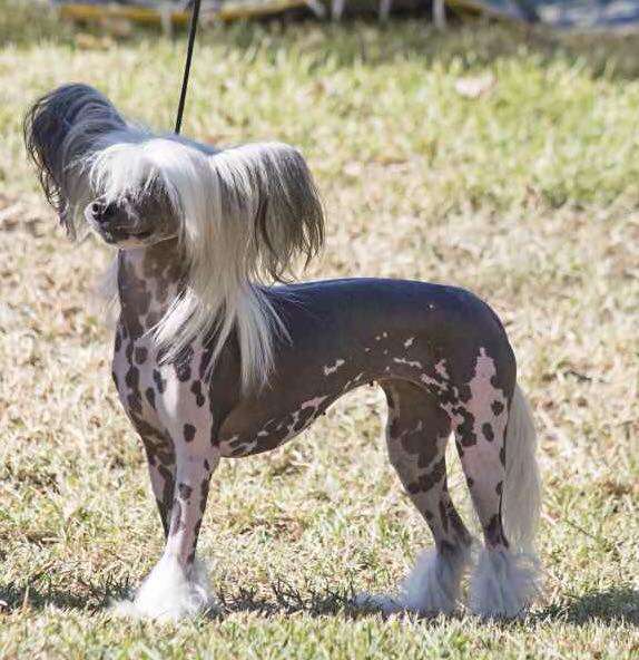 Edit Can-Can Dolce Dea Apriori