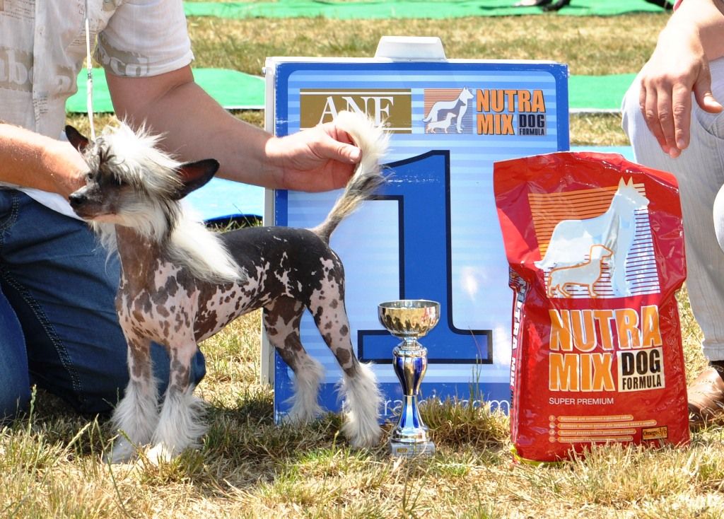 Elain Best Of Times Dolce Dea Apriori