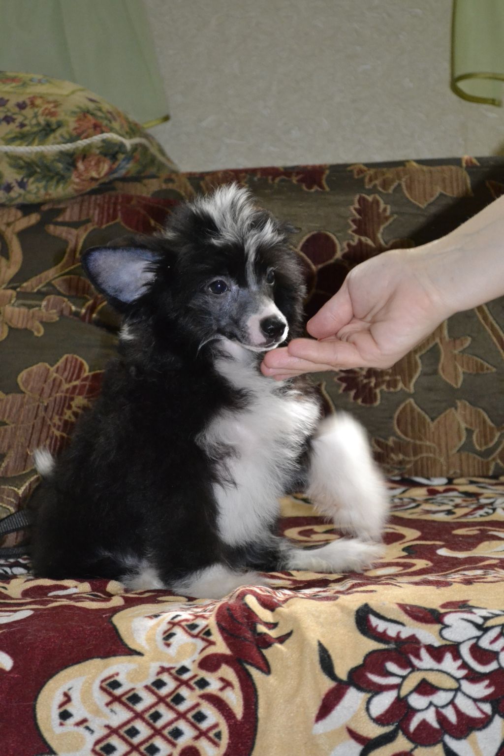 Shelcovij Shlejf  Thutmose