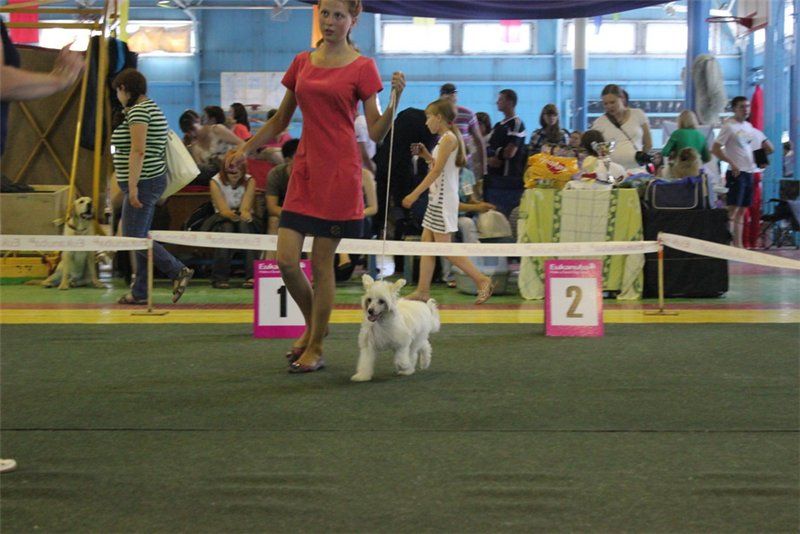 Dominion Forever King