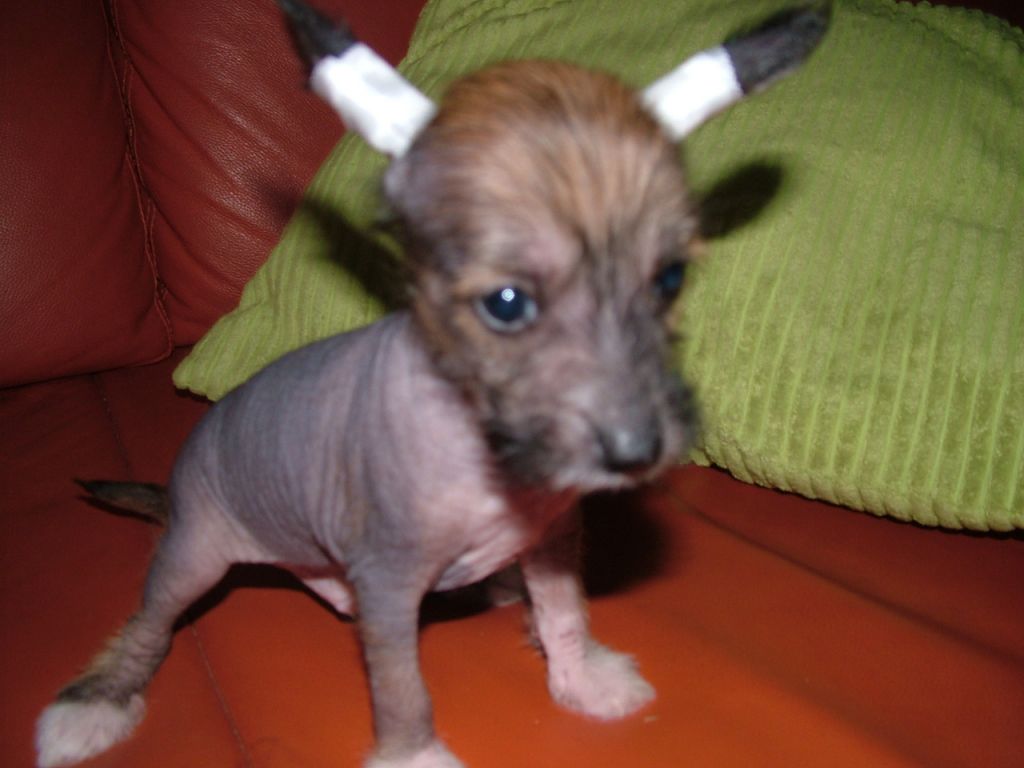 Douglas von Cinese Lily