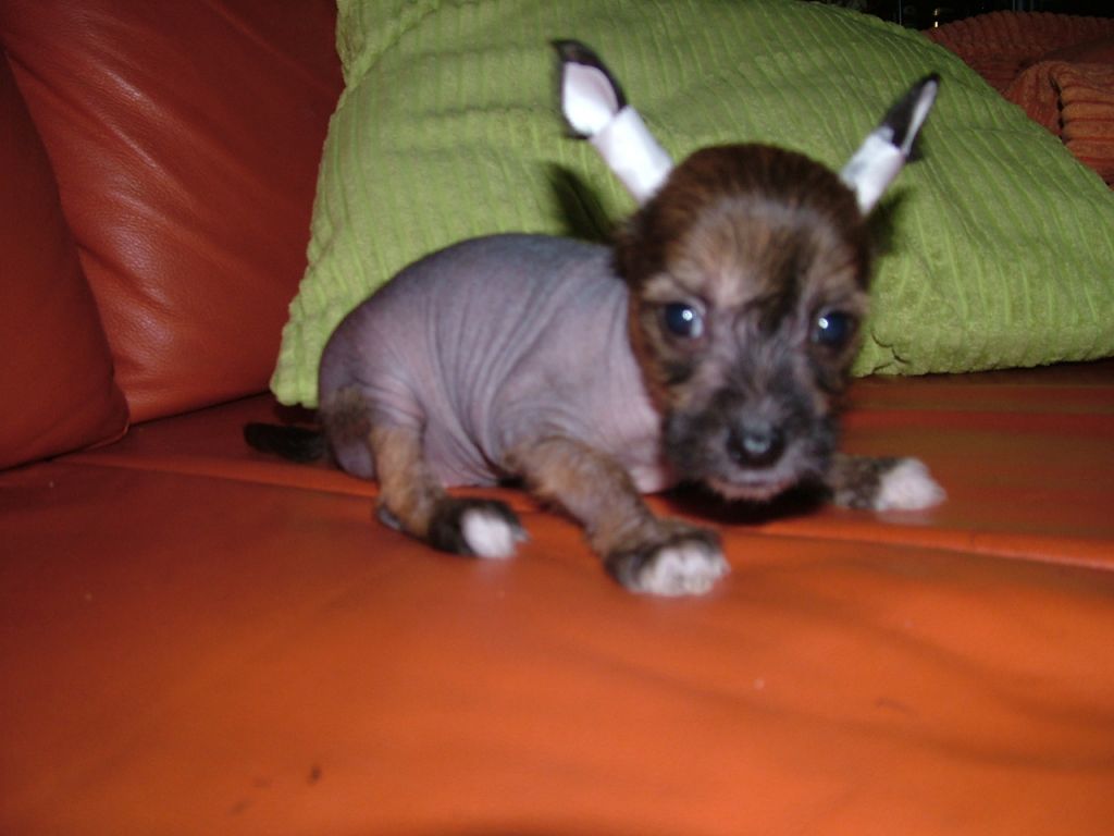 Dunkan von Cinese Lily