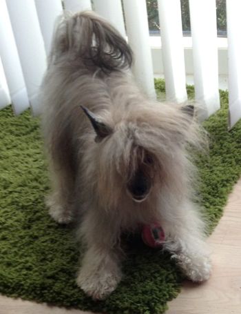 Samolon's Nick Carter