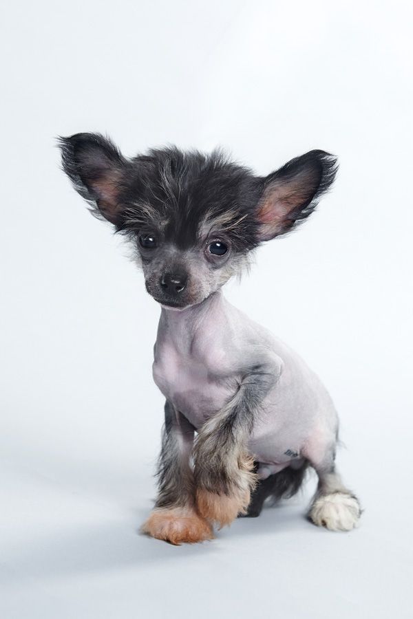 Shelcovij Shlejf  Sancerre