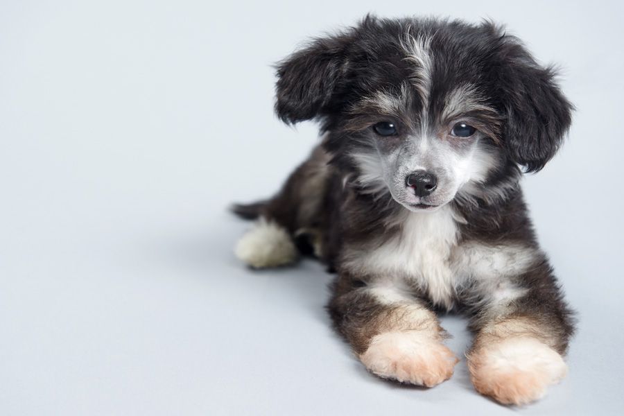 Shelcovij Shlejf  Sauternes