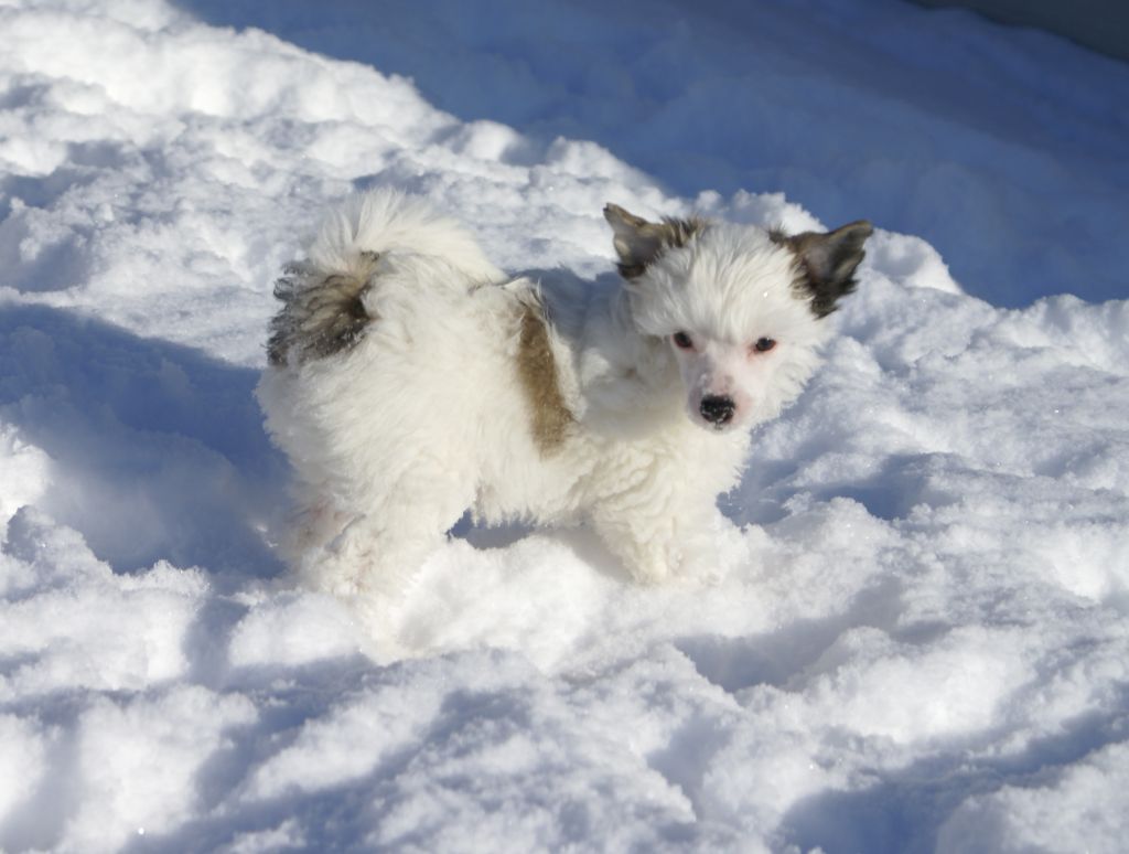 Sabriellas Brave As A Blizzard