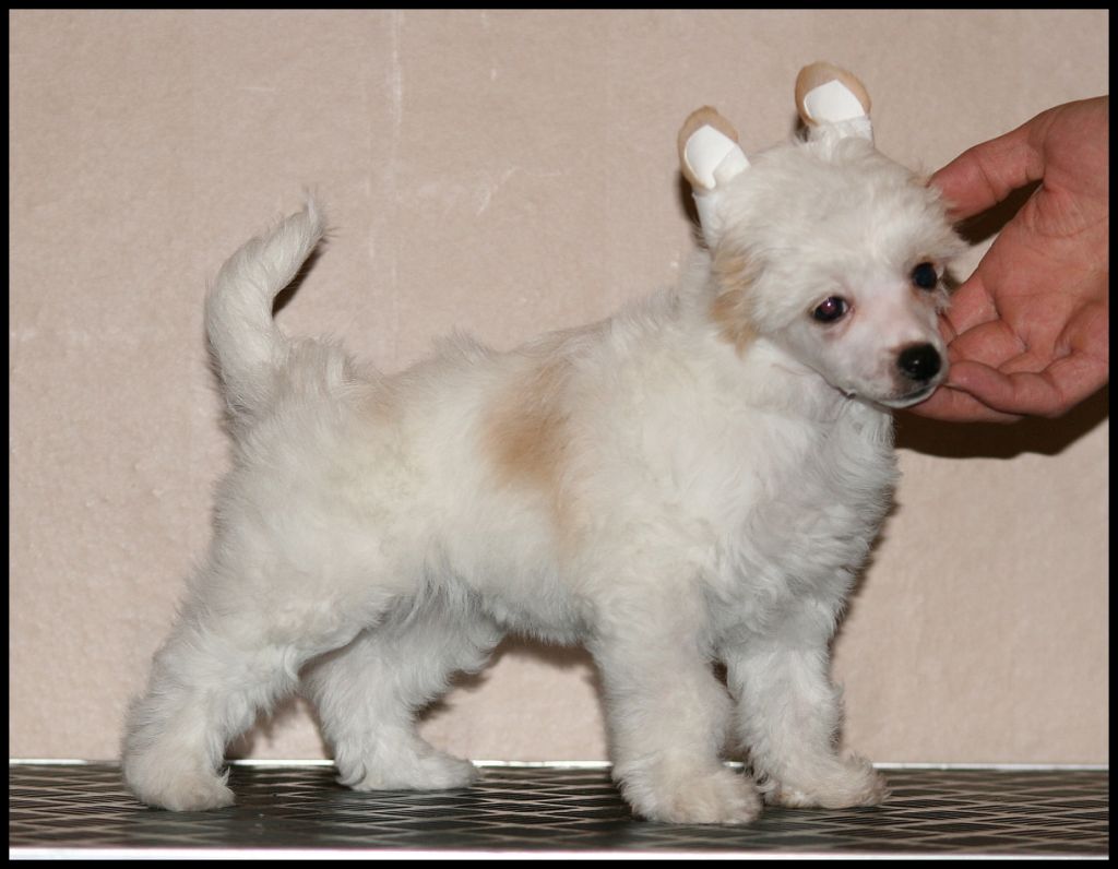 Crestiny's Ever So Happy