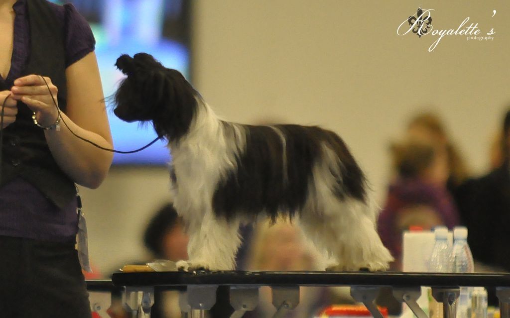 Crestiny's Earthshaker