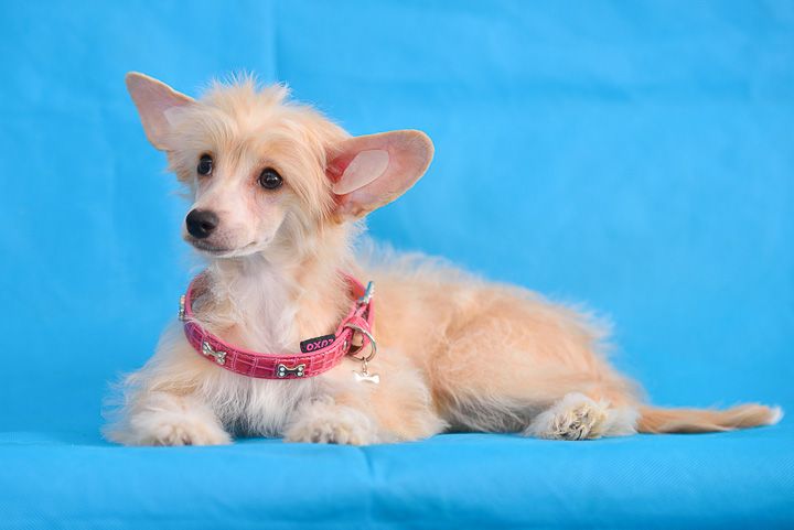 Rouber Balt Valensija