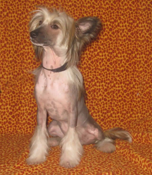 Vernisazh Mari Princesa Grez