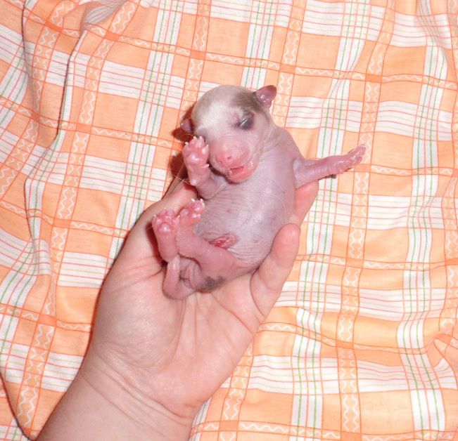 Punky de L'Essence de Mon Tout