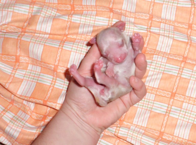 Miracle de L'Essence de Mon Tout