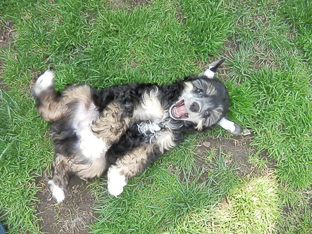 Bellagio Clary Aldrigen