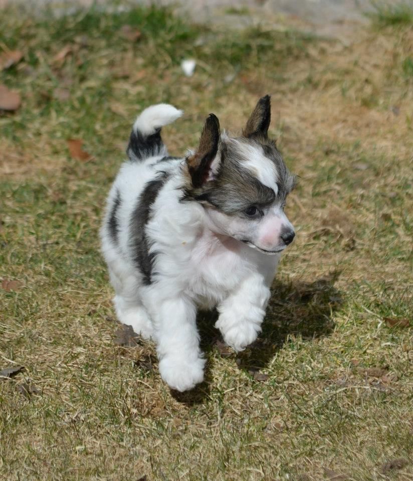 Proud Pony Bright Eyes