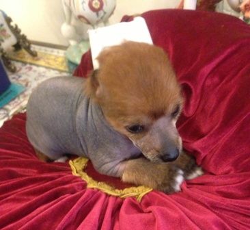 Sophie  Ellis-Bextor