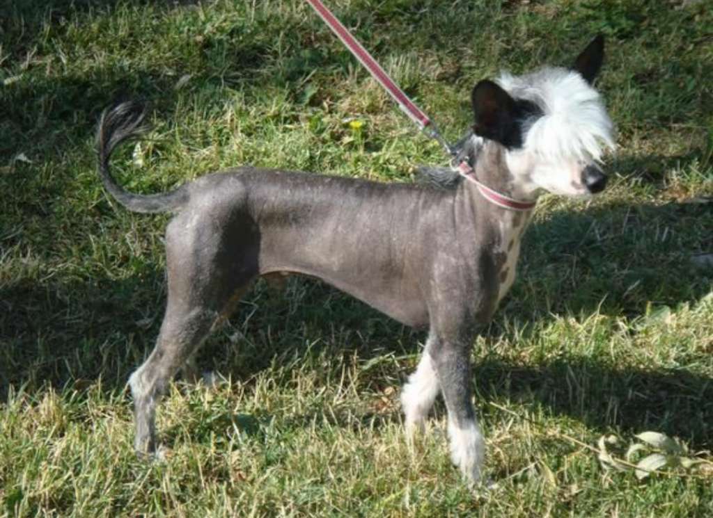 Quimo De Piedra Caida