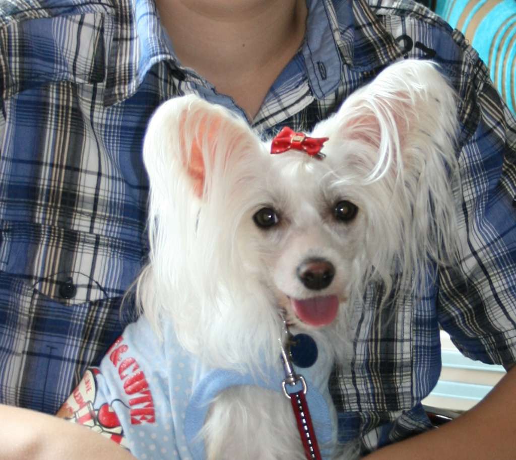 Tangomanija Coquette