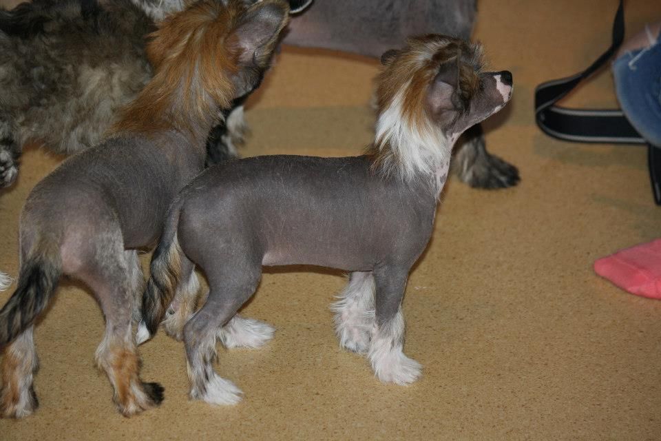 Omorfos Lethal in Labret