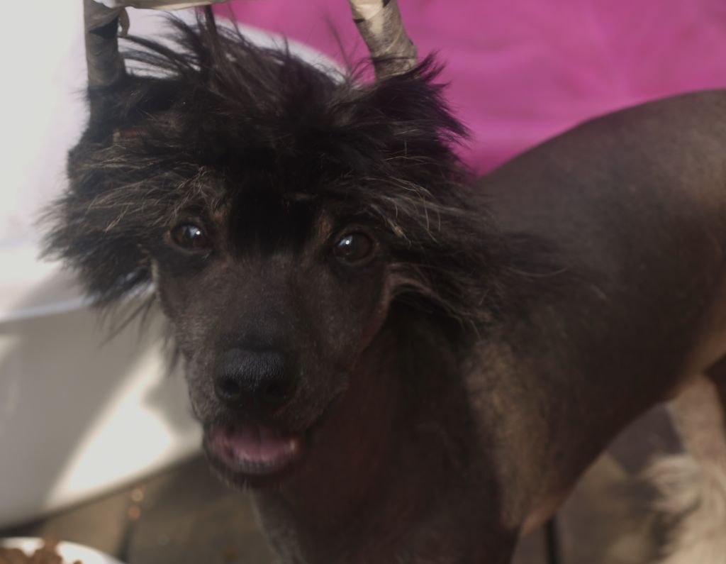 Omorfos Sinful type of Snakebite