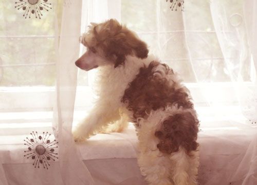 Super Star Zhelannaya Fortuna