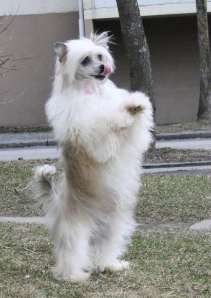 Zorrazo Valentine Princess