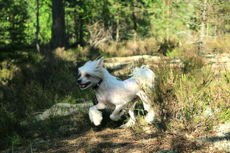 Zorrazo Wonder Woman