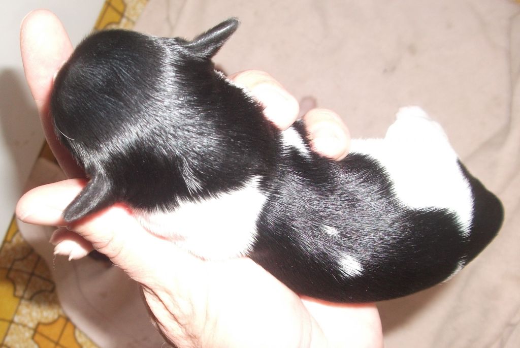 Florence Maggie of Pughbear