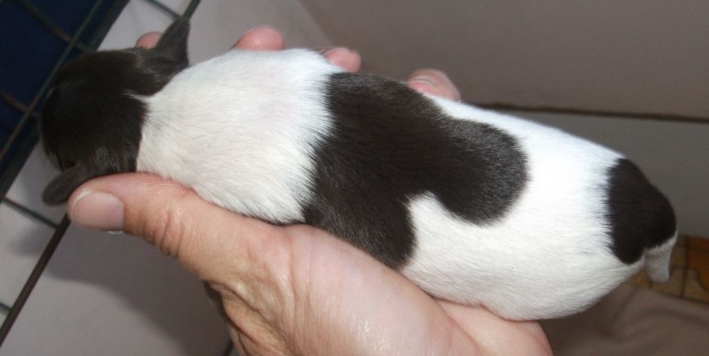 Hersheys Kisses of Pughbear