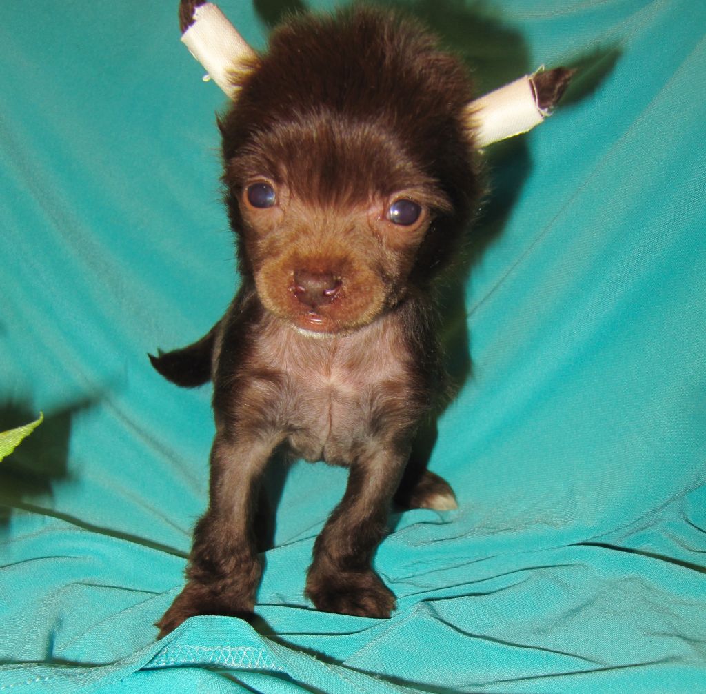 Rayskaya Ptichka Milana Bon Ami -Pet Home