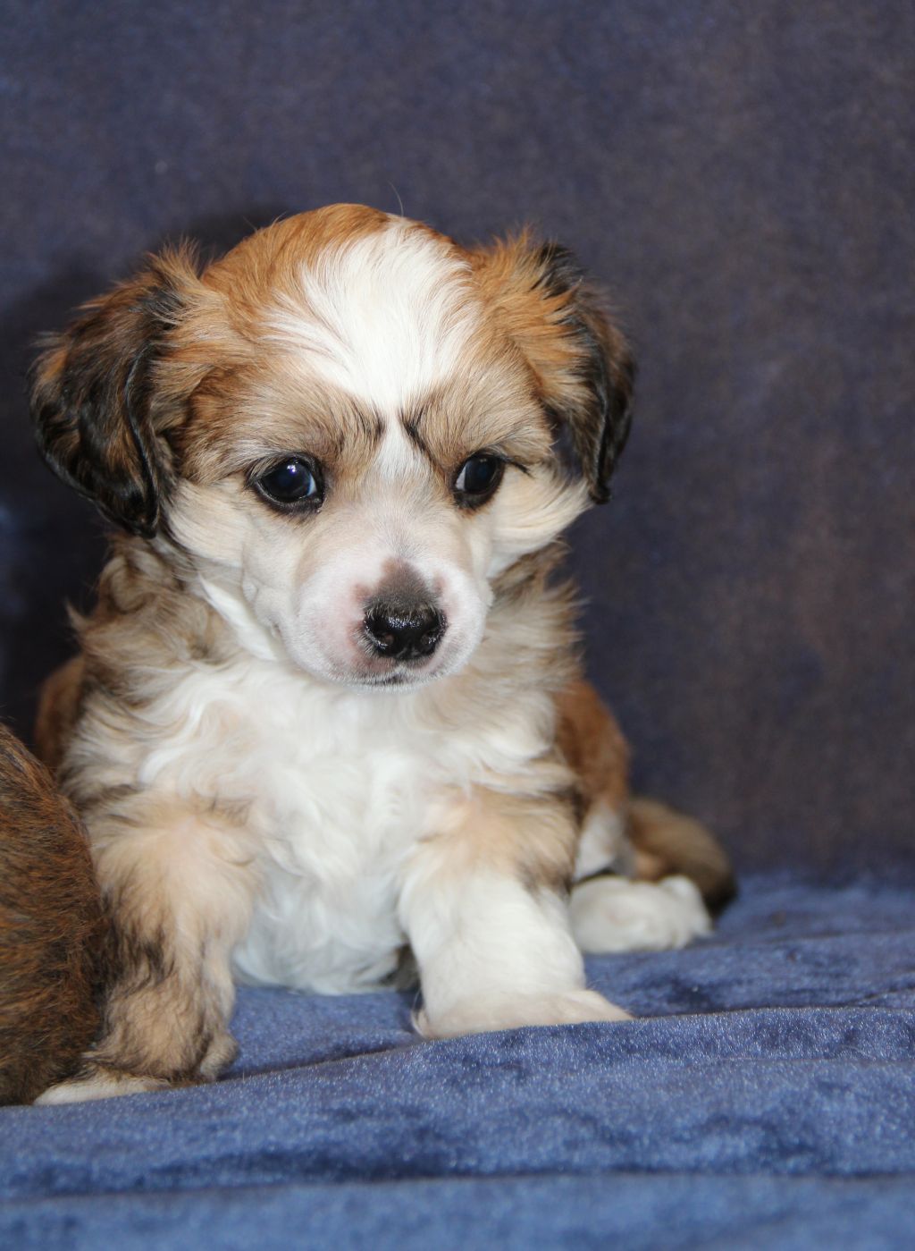 Tangomanija Capriccio