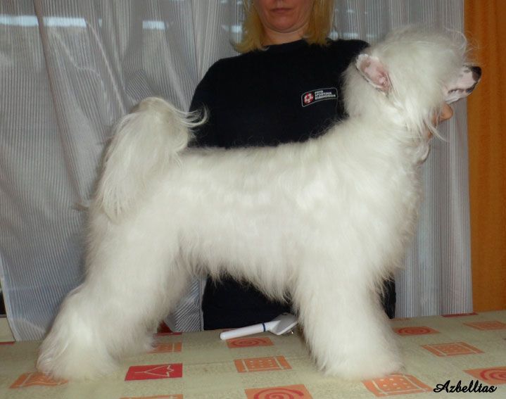 Azbelltas Milka White Chocolate Cini-Mini